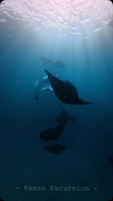 Manta ray gliding beneath sunlit blue water